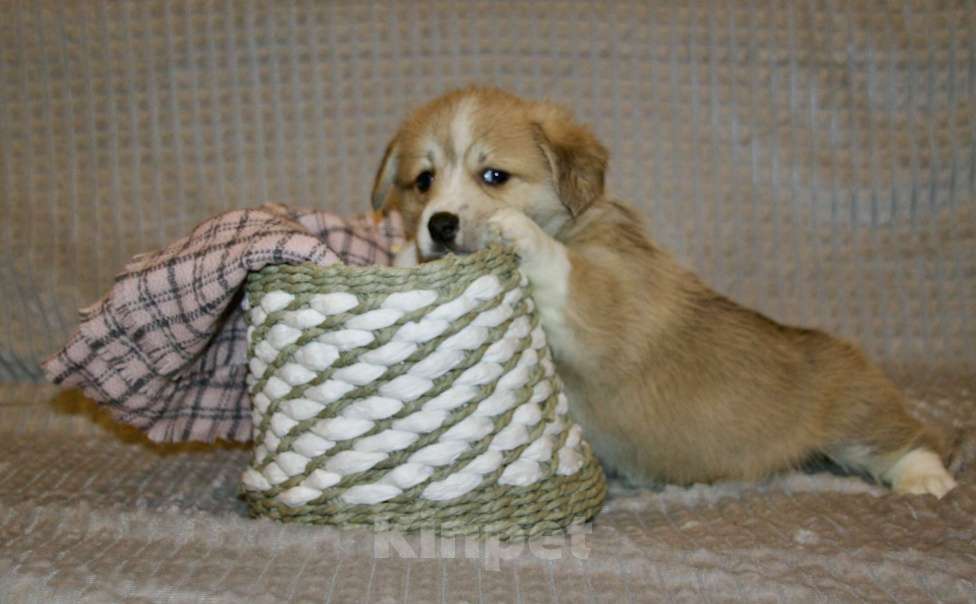 Собаки в Санкт-Петербурге: Вельш Корги Пемброк, девочки Девочка, 50 000 руб. - фото 2