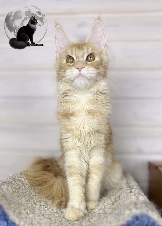 Кошки в других городах Московской области: 🧡Фиона🧡 Девочка, 45 000 руб. - фото 1