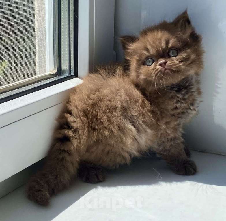 Кошки в Астрахани: Котик Эшли Мальчик, 40 000 руб. - фото 1