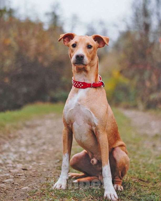 Собаки в Санкт-Петербурге: Очаровательный некрупный песик-подросток Вилли ищет семью   Мальчик, 10 руб. - фото 6