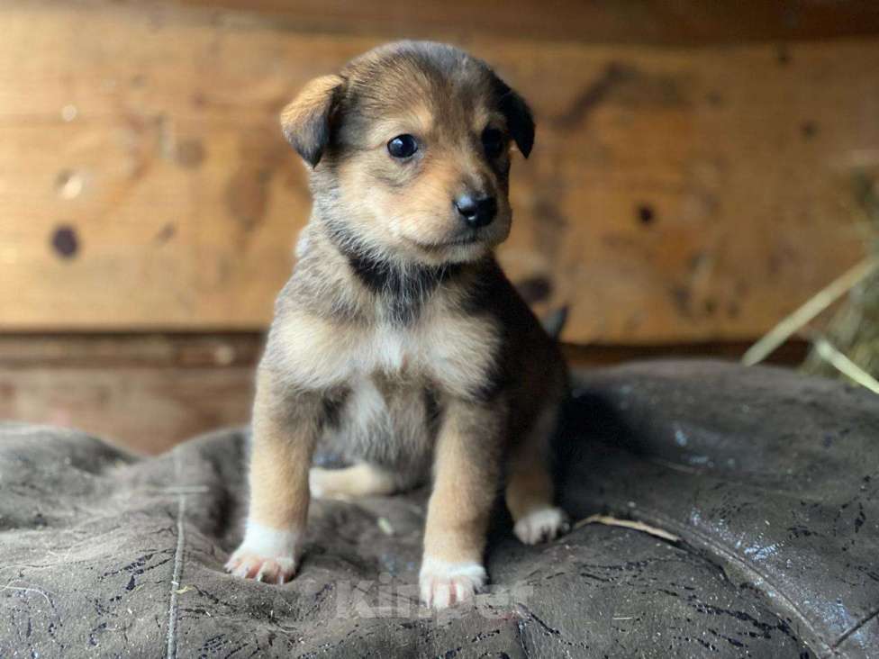 Кошки в Москве: Очаровательные малышки - сестрёнки  ищут дом! Девочка, 1 руб. - фото 1
