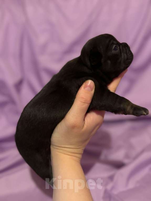 Собаки в Хабаровске: Щенок французского бульдог Девочка, 40 000 руб. - фото 2