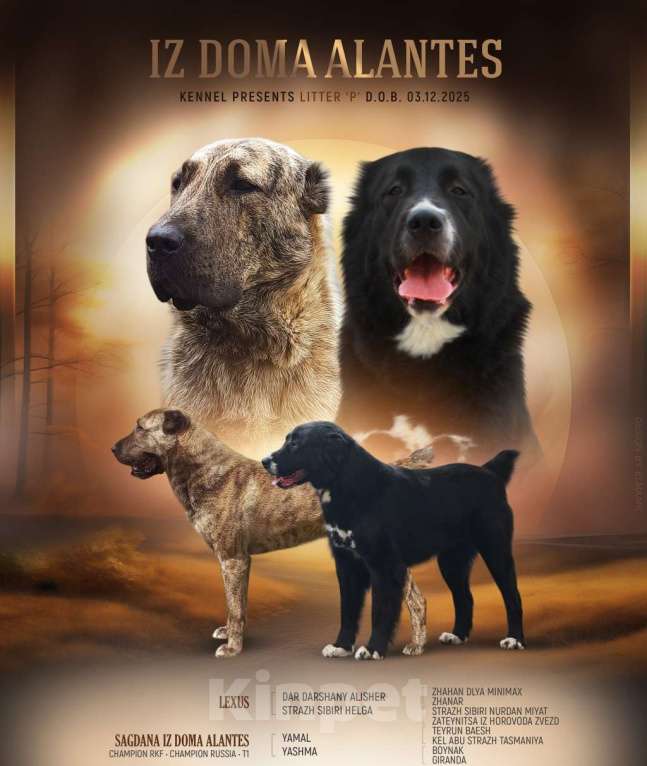 Собаки в Москве: Черный кобель сао Мальчик, Бесплатно - фото 4