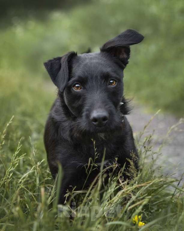 Собаки в Москве: Элвис — красавчик бородатик, коротколапик в поисках дома и семьи! Мальчик, Бесплатно - фото 5