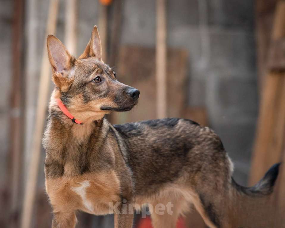 Собаки в Москве: Мира - лучшая собака в мире Девочка, Бесплатно - фото 5