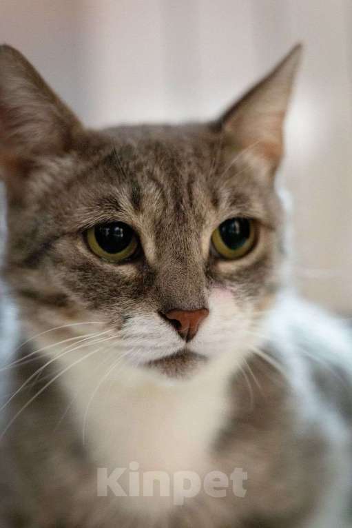 Кошки в Москве: Зося ищет дом! Девочка, Бесплатно - фото 10