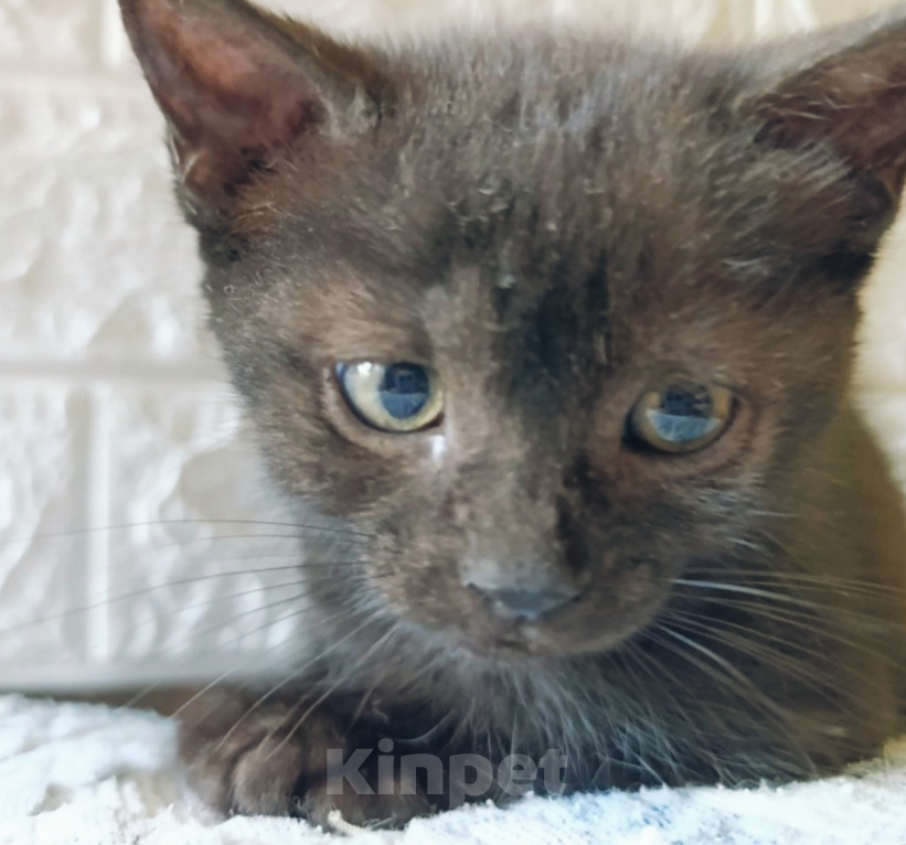 Кошки в Котельнике: Черный котенок в добрые руки Москва и Московская область Девочка, Бесплатно - фото 2
