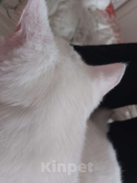 Кошки в Красноярске: Котик ищет свою семью Мальчик, Бесплатно - фото 5