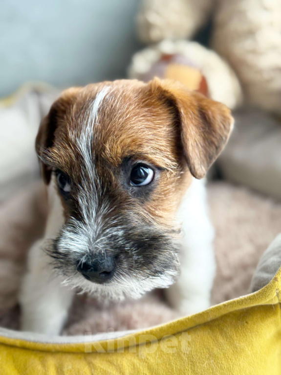Собаки в Санкт-Петербурге: Кобель Джек Рассел терьера  Мальчик, 80 000 руб. - фото 4