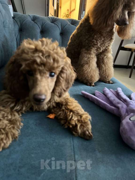 Собаки в Санкт-Петербурге: Щенок миниатюрного пуделя кобель  ищет добрых и любимых хозяев Мальчик, 100 000 руб. - фото 4