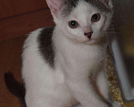 Кошки в Москве: Белый котенок с пятнами (арлекин) Анжела, 3 мес, Бесплатно - фото 3