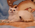 Кошки в Малоархангельске: Золотая малявочка., 20 000 руб. - фото 2