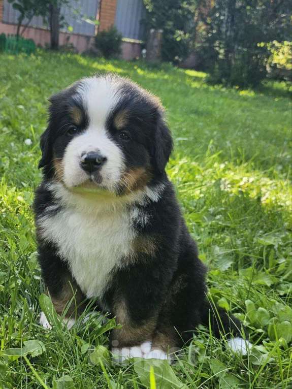 Собаки в других городах Московской области: Питомник "Зенненхунд России" предлагает щенков Мальчик, 180 000 руб. - фото 8