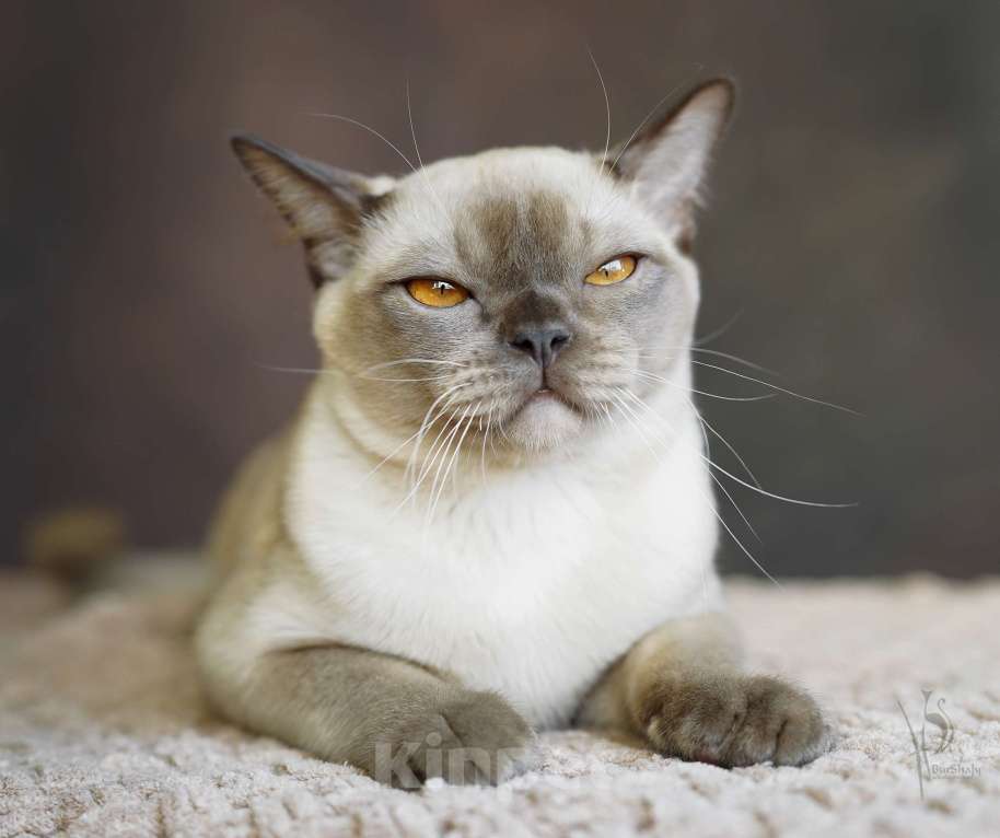 Кошки в Москве: Европейская Бурма шоколадный Мальчик Мальчик, Бесплатно - фото 4