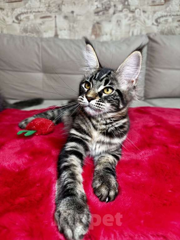 Кошки в Москве: Девочка черный мрамор Девочка, 60 000 руб. - фото 5