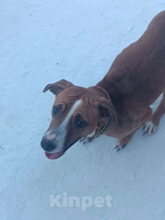 Собаки в Санкт-Петербурге: Мусенька в добрые руки Девочка, Бесплатно - фото 2