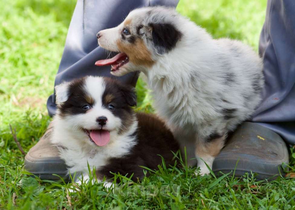 Собаки в Пушкино: Щенки австралийской овчарки  Мальчик, Бесплатно - фото 2