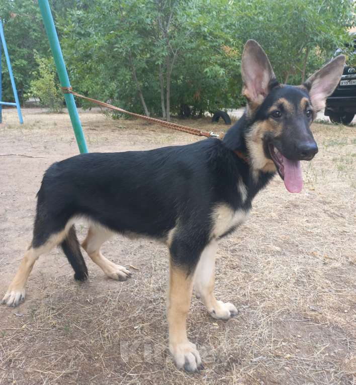 Собаки в Волжском: Щенок ВЕО Девочка, 35 000 руб. - фото 5