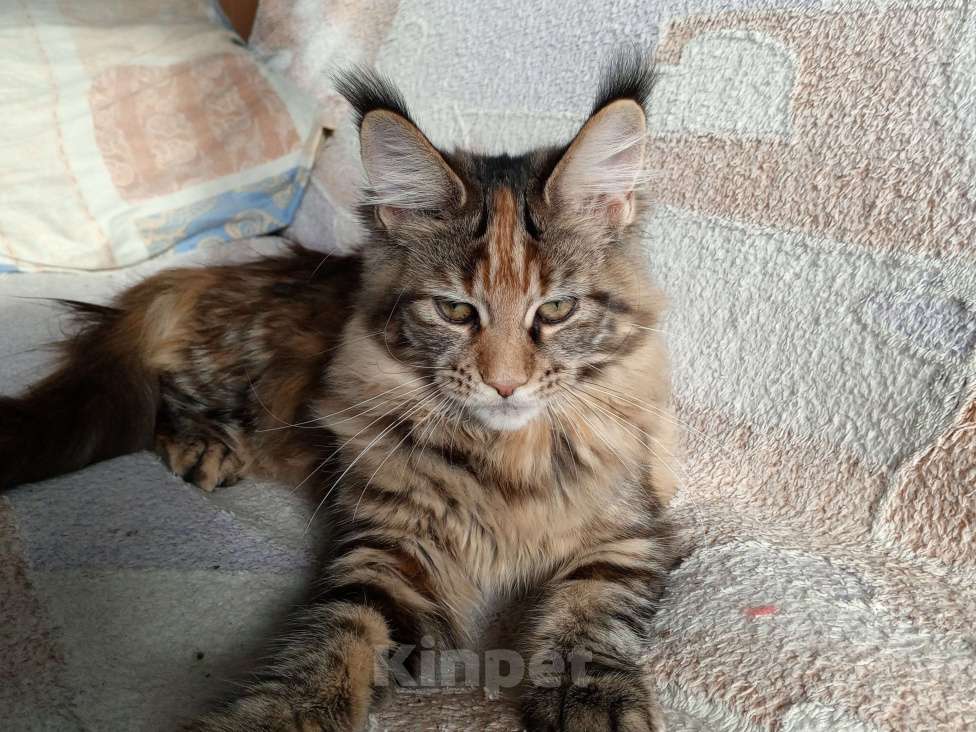 Кошки в Москве: Продажа котёнка Мэйн-Кун Девочка, 100 000 руб. - фото 2