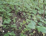 Кошки в Москве: Кошечка Маня ищет дом Девочка, Бесплатно - фото 2
