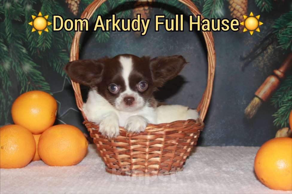 Собаки в Москве: Шоколадный Красавчик  Мальчик, 50 000 руб. - фото 3