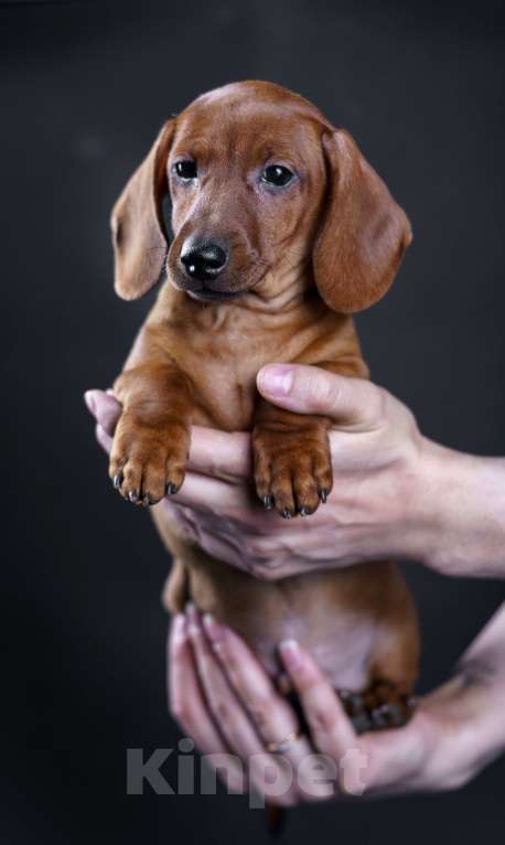 Собаки в Жуковском: Такса миниатюрная гладкошерстная Мальчик, 50 000 руб. - фото 4