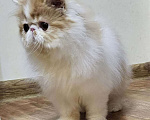 Кошки в Санкт-Петербурге: Персидский котик Мальчик, 25 000 руб. - фото 2