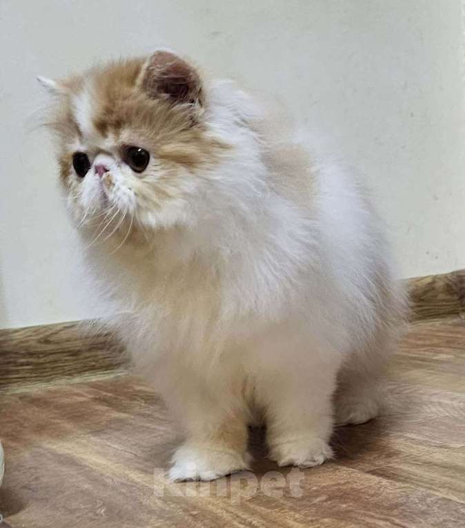 Кошки в Санкт-Петербурге: Персидский котик Мальчик, 25 000 руб. - фото 2