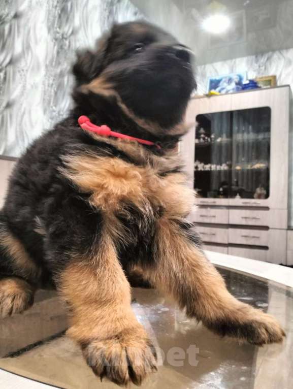 Собаки в других городах Красноярского края: Холли Девочка, 30 000 руб. - фото 4