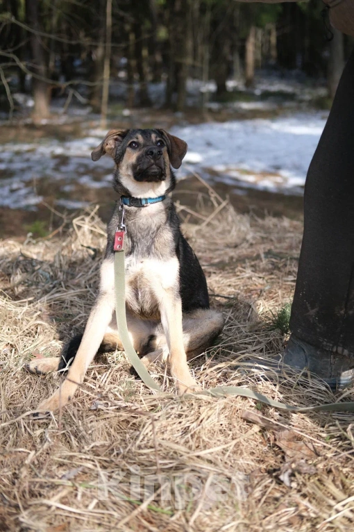 Собаки в Москве: Щенок в добрые руки Мальчик, Бесплатно - фото 5