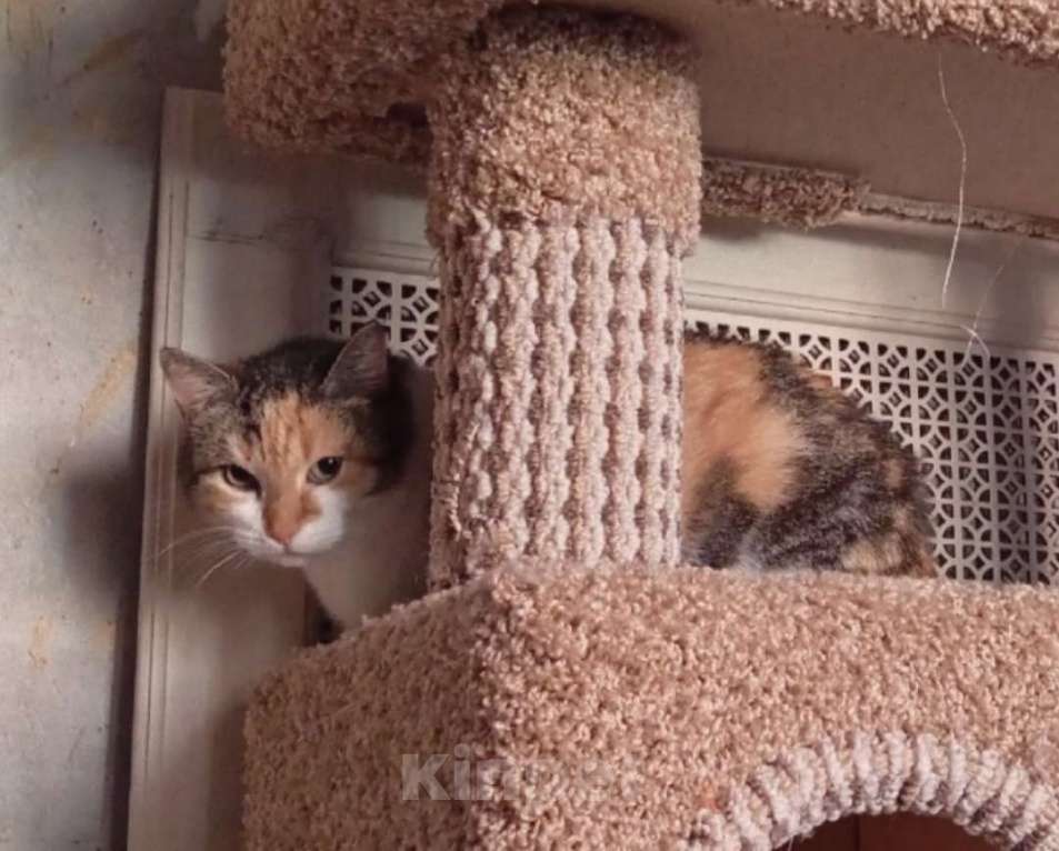 Кошки в Санкт-Петербурге: Трогательная кошка нуждается в человеке Девочка, Бесплатно - фото 2