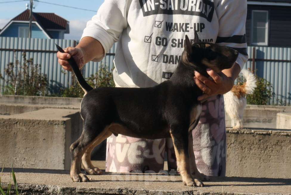 Собаки в Всеволожске: ММ МАКИАТА МЕЛАНЖ Мальчик, Бесплатно - фото 4