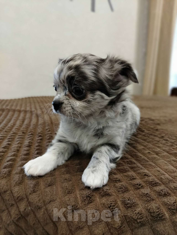 Собаки в других городах Челябинской области: ЧИХУАХУА ЩЕНКИ  Девочка, 65 000 руб. - фото 4