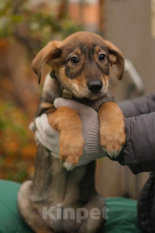 Собаки в Санкт-Петербурге: Девочка 2 Девочка, Бесплатно - фото 3