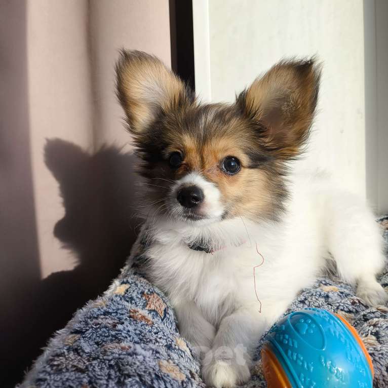 Собаки в Москве: Папийон Девочка, 80 000 руб. - фото 3