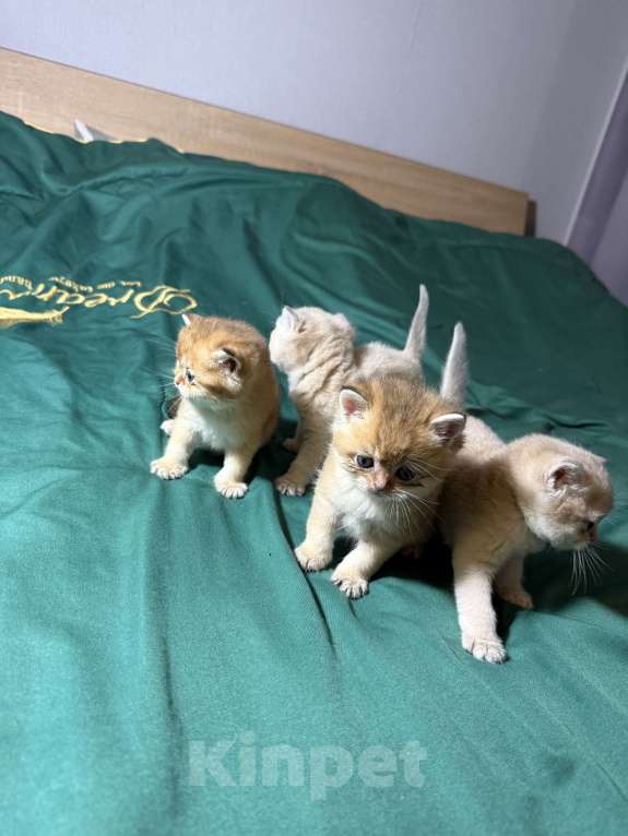 Кошки в Анапе: Британская шиншилла Мальчик, 25 000 руб. - фото 3