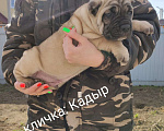 Собаки в Москве: Кадыр Мальчик, 60 000 руб. - фото 2