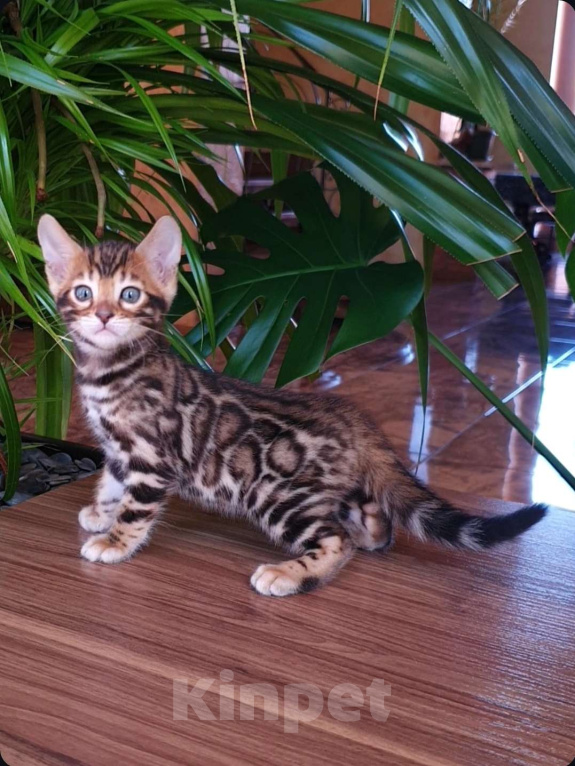 Кошки в Москве: Бенгальский мальчик Мальчик, 65 000 руб. - фото 1
