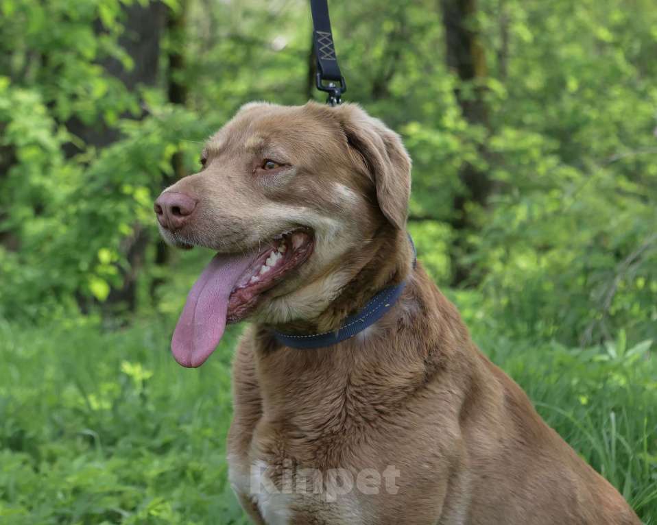 Собаки в Москве: Шоколадный и розовоносый метис лабрадора Шон в дар Мальчик, 1 руб. - фото 3