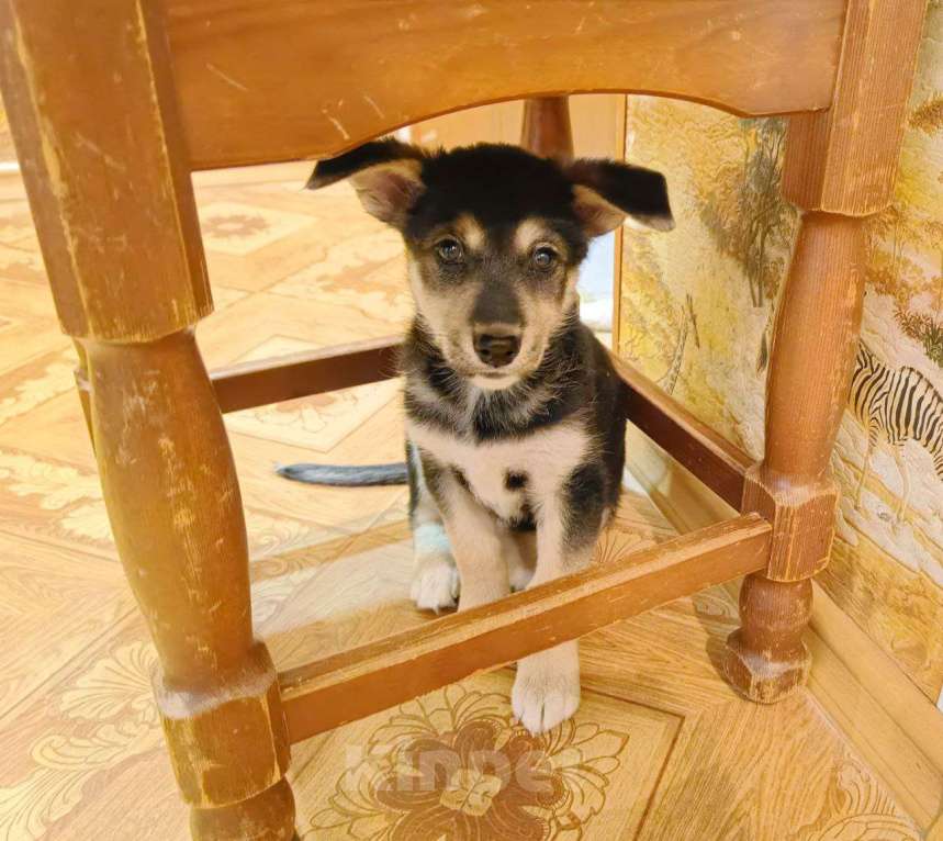 Собаки в Омске: Джесси Девочка, Бесплатно - фото 1