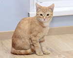Кошки в Москве: Рыжий котенок Бусинка в добрые руки Девочка, 1 руб. - фото 3
