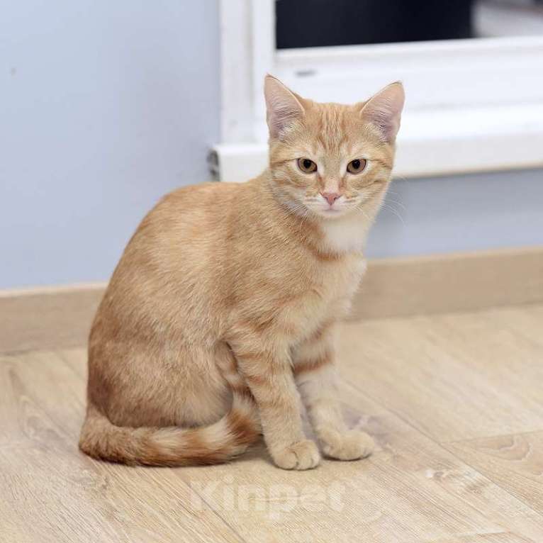 Кошки в Москве: Рыжий котенок Бусинка в добрые руки Девочка, 1 руб. - фото 3