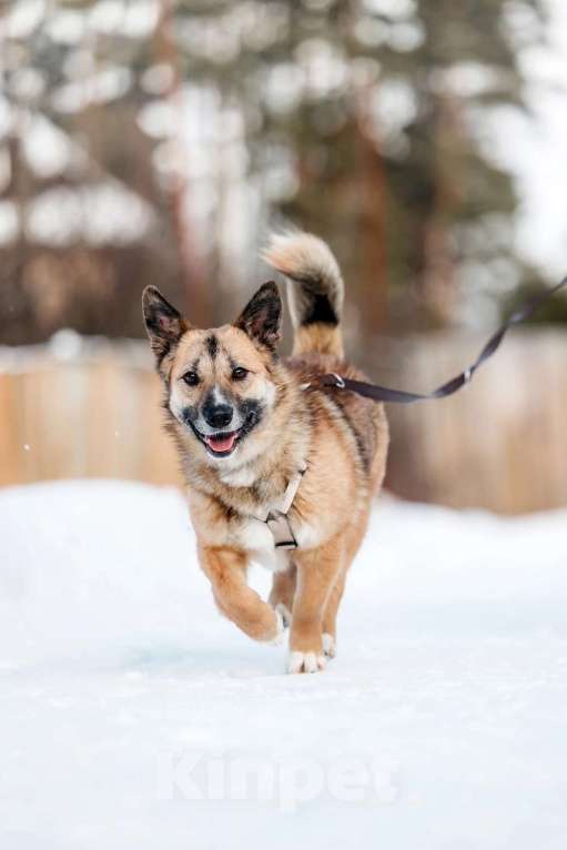 Собаки в Москве: Корги рыжего окраса Иви в добрые руки Девочка, 1 руб. - фото 6