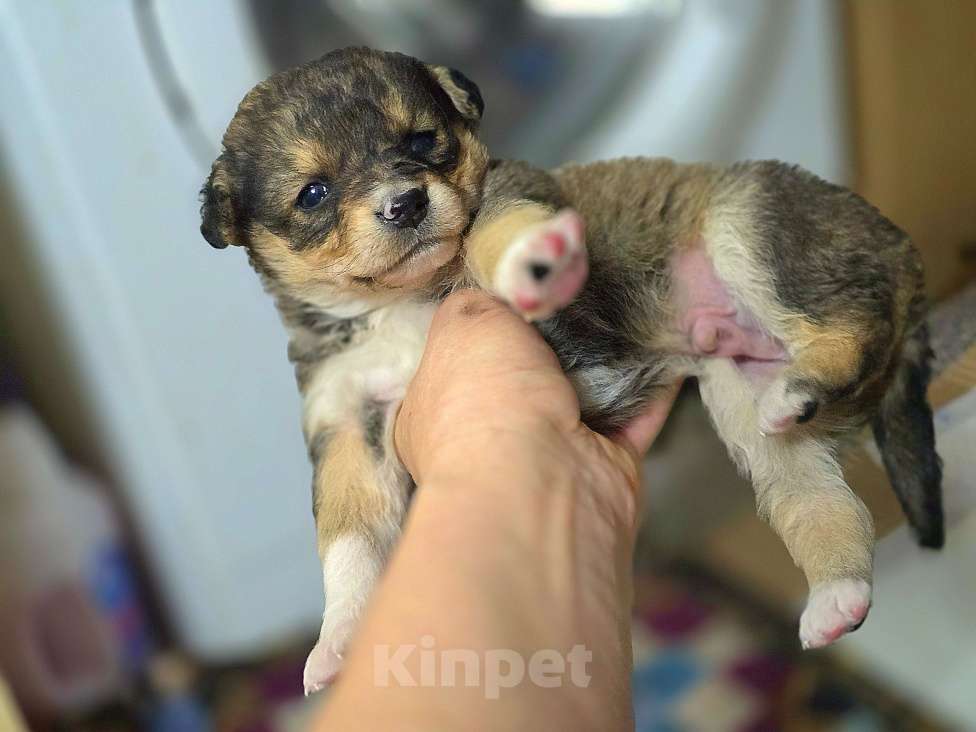 Собаки в Новосибирске: Щенок Толгат 1 мес. Доставим по Новосибирску и нсо.  Мальчик, Бесплатно - фото 1