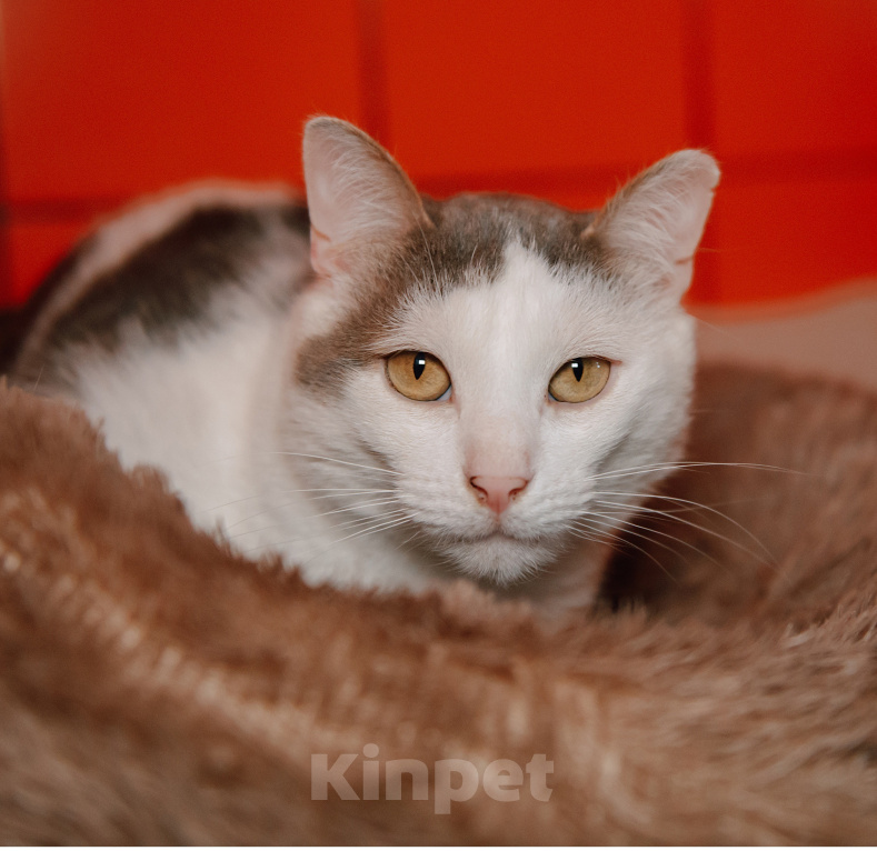 Кошки в Москве: Самый нежный и ручной котик Мальчик, Бесплатно - фото 1