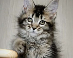 Кошки в Перми: Котята мейн-кун Мальчик, 25 000 руб. - фото 5