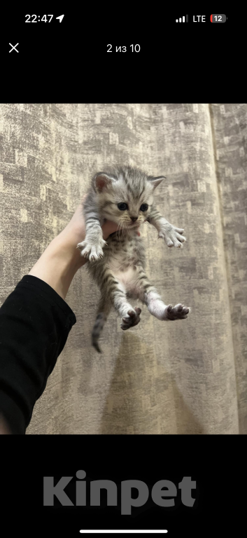 Кошки в Саратове: Шотландская прямоухая кошечка Девочка, 8 000 руб. - фото 3