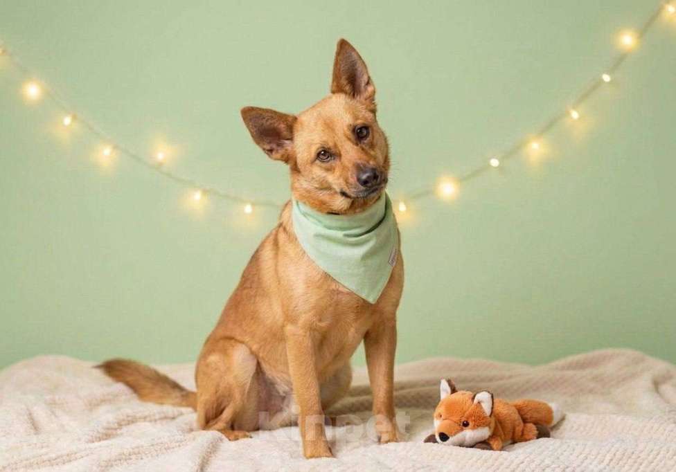 Собаки в Москве: Рыжая Фокси ищет дом Девочка, Бесплатно - фото 1