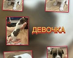 Собаки в Новосибирске: Бронирование щенков Разнополые, 40 000 руб. - фото 7