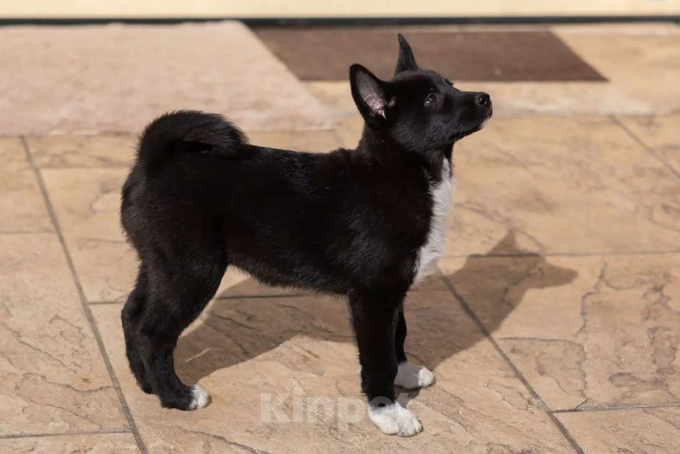 Собаки в других городах Московской области: Щенки охотничьей лайки Разнополые, 1 руб. - фото 6